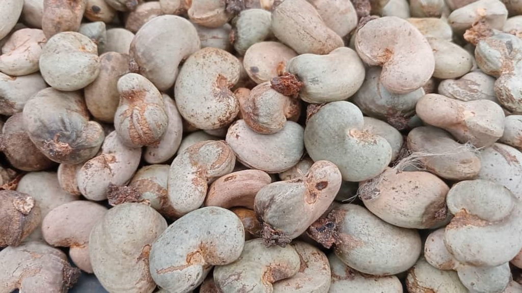 Poor cashew harvest in Côte d'Ivoire linked to erratic rainfall and suboptimal farming methods.