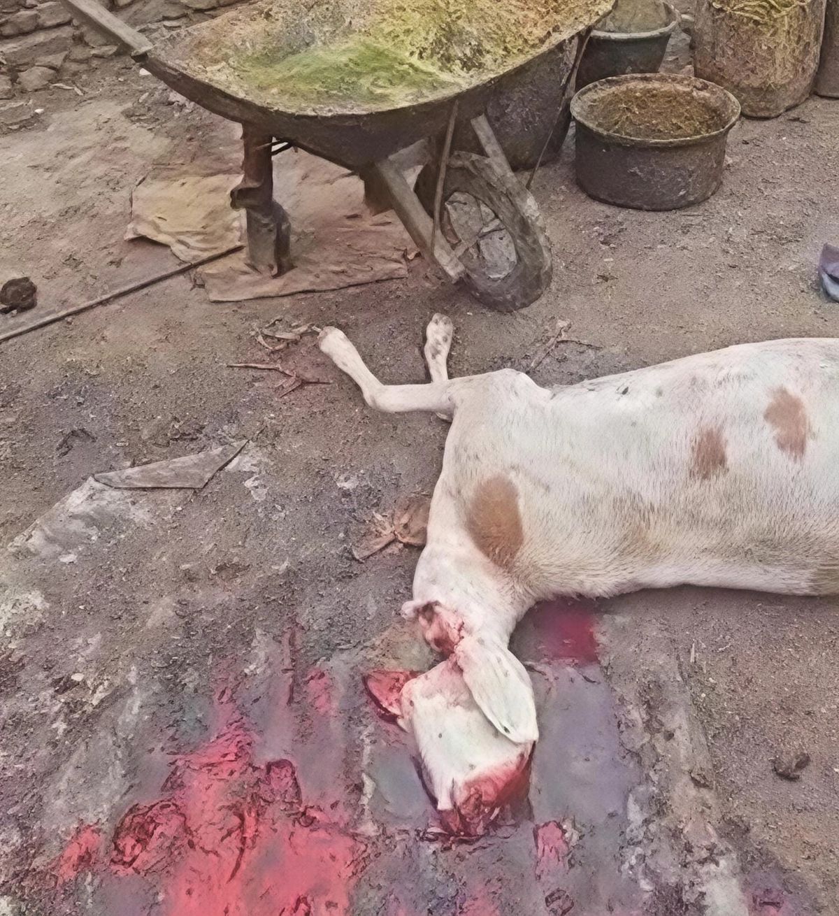 Chad authorities dismantle illegal slaughterhouse in Abéché's Farik Aguek neighbourhood