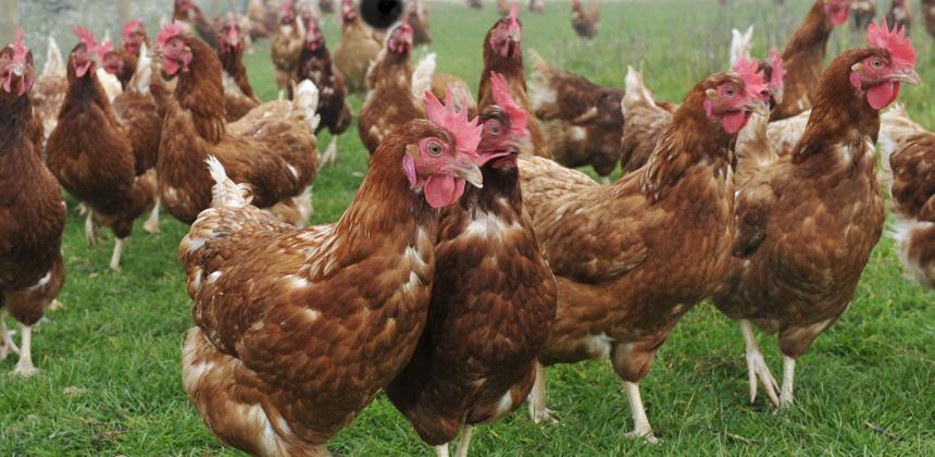 Poultry farming in Gabon